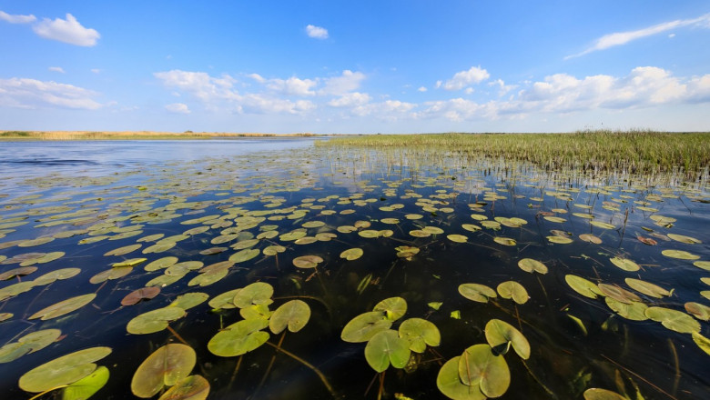 peisaj cu nuferi in Delta Dunării.