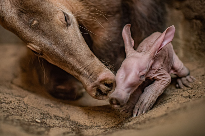 Dobby, puiul de aardvark care seamănă cu personajul din filmele „Harry Potter”