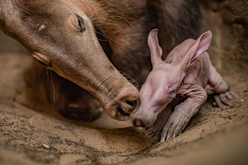 Dobby, puiul de aardvark care seamănă cu personajul din filmele „Harry Potter”