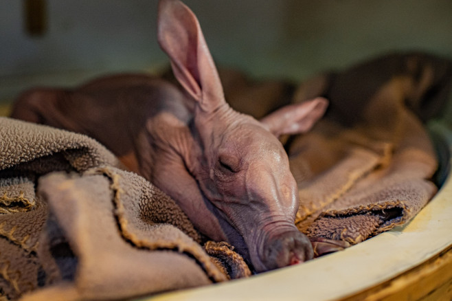 Dobby, puiul de aardvark care seamănă cu personajul din filmele „Harry Potter”