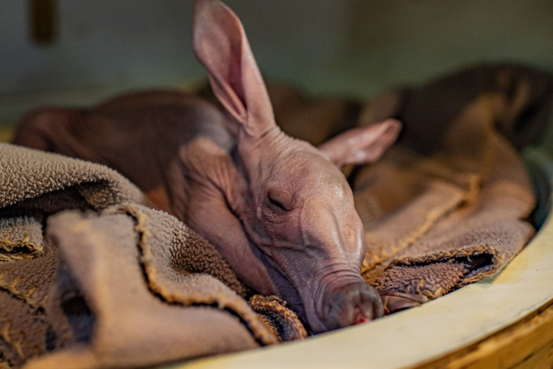 Dobby, puiul de aardvark care seamănă cu personajul din filmele „Harry Potter”