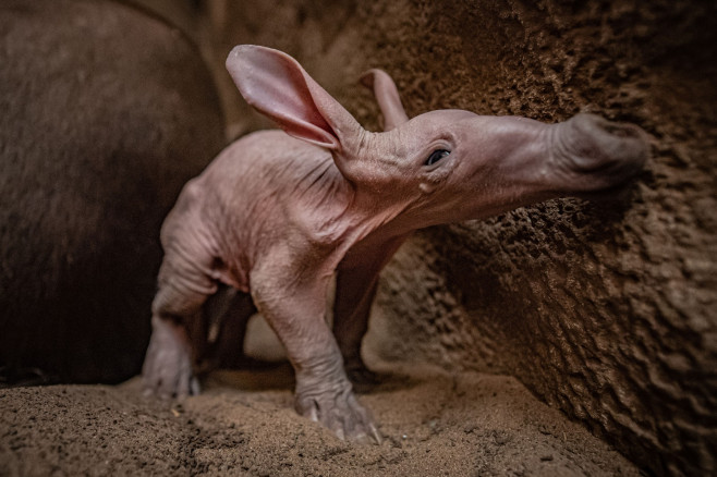 Dobby, puiul de aardvark care seamănă cu personajul din filmele „Harry Potter”