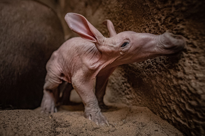 Dobby, puiul de aardvark care seamănă cu personajul din filmele „Harry Potter”