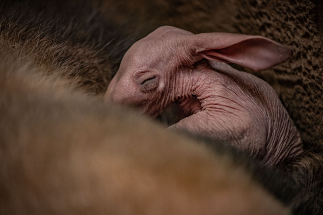 Dobby, puiul de aardvark care seamănă cu personajul din filmele „Harry Potter”