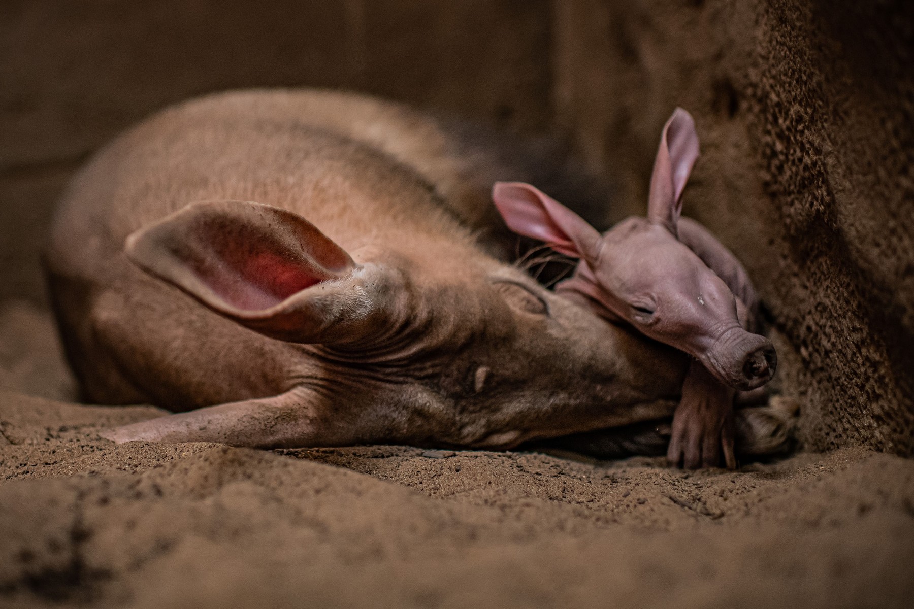 Primele imagini cu Dobby, puiul de aardvark care seamănă cu personajul din filmele „Harry Potter”