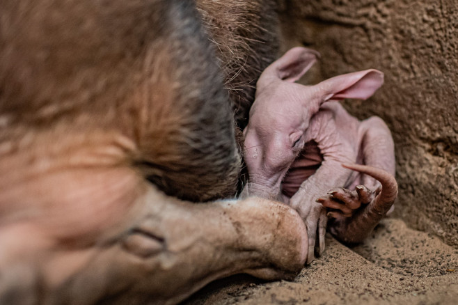 Dobby, puiul de aardvark care seamănă cu personajul din filmele „Harry Potter”