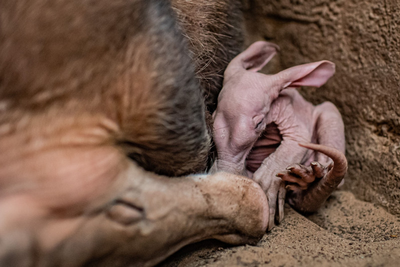 Dobby, puiul de aardvark care seamănă cu personajul din filmele „Harry Potter”