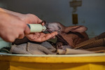 Dobby, puiul de aardvark care seamănă cu personajul din filmele „Harry Potter”