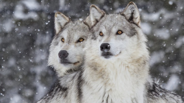 doi lupi in ninsoare