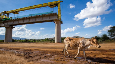 An undernourished Brahman cow walks past the construction site of the Nairobi Mombasa standard gauge railway at Tsavo Kenya