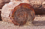 Petrified Forest, fossilized trees, national park, Arizona, , versteinerte Baeume, Nationalpark