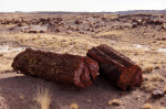 Petrified Forest, fossilized trees, national park, Arizona, , versteinerte Baeume, Nationalpark
