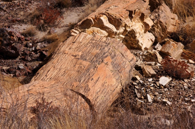 Petrified Forest, fossilized trees, national park, Arizona, , versteinerte Baeume, Nationalpark