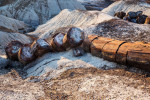 Crystal forest, Petrified Forest National Park, Arizona, USA