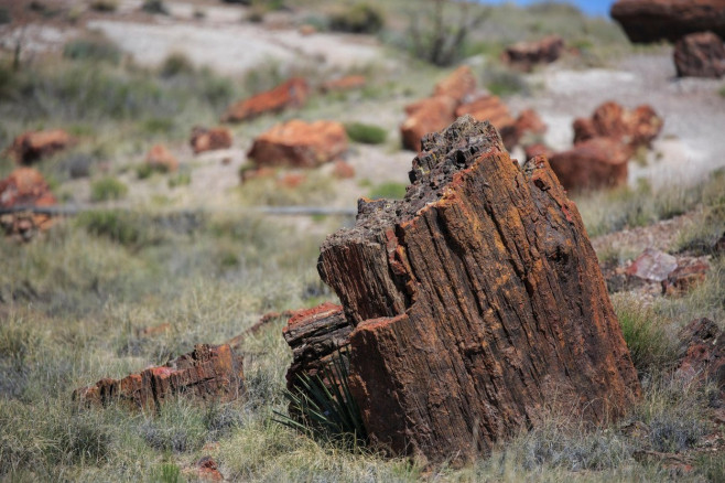 Petrified tree trunks on the ground at Petrified Forest National Park, Arizona.