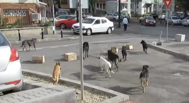 Proprietarul celor 8 câini care au atacat un copil pe stradă a fost reținut. În loc să-l ducă la spital, l-a luat acasă și i-a dat ceai