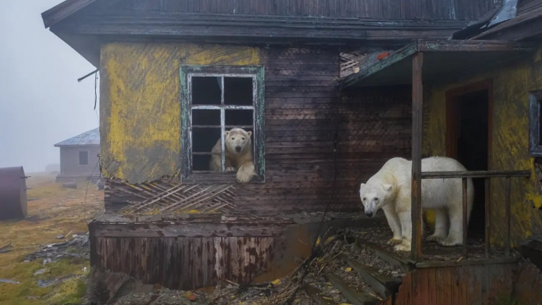 urs polar pe prispa unei case abandonate și un altul privește de la fereastră