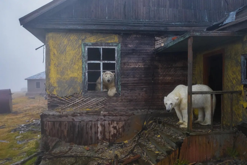 urs polar pe prispa unei case abandonate și un altul privește de la fereastră