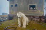 urs polar fotografiat cu o casă în spate. De la fereastră privesc încă doi urși polari