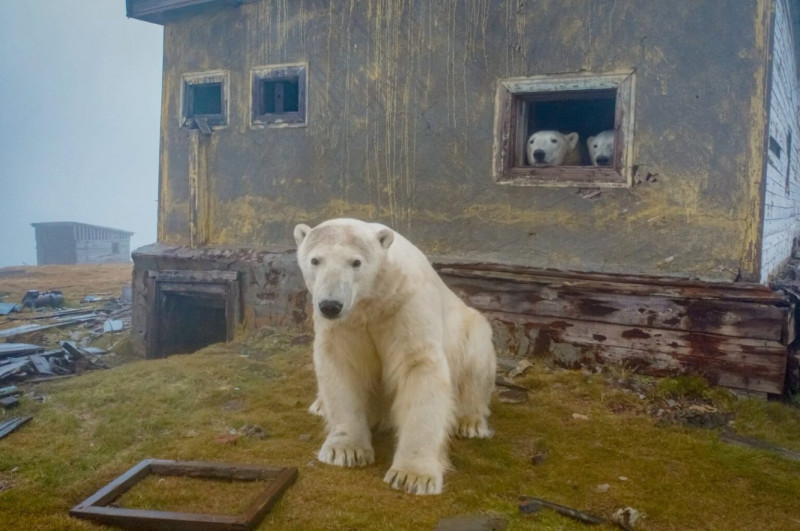 urs polar fotografiat cu o casă în spate. De la fereastră privesc încă doi urși polari
