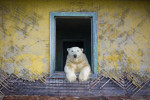 Urs polar privește de la fereastra unei case abandonate în nordul Rusiei
