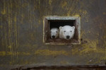 Doi urși polari privesc dintr-o fereastră mică a unei case abandonate