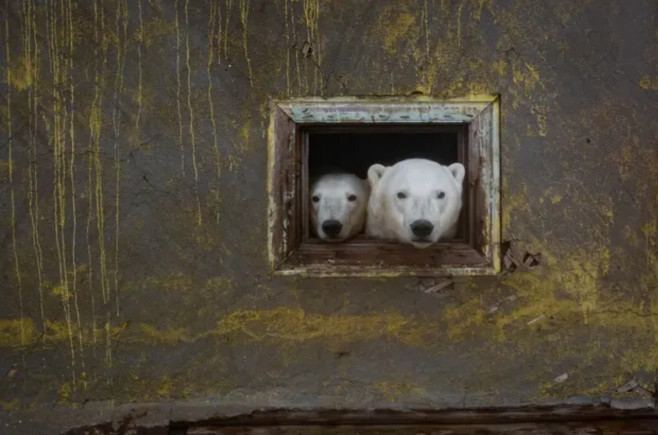 Doi urși polari privesc dintr-o fereastră mică a unei case abandonate