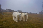 Doi urși polari