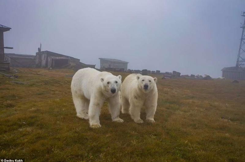 Doi urși polari