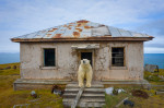 urs polar pe treptele unei case abandonate în Rusia