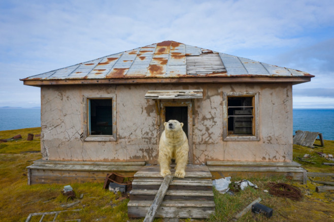 urs polar pe treptele unei case abandonate în Rusia
