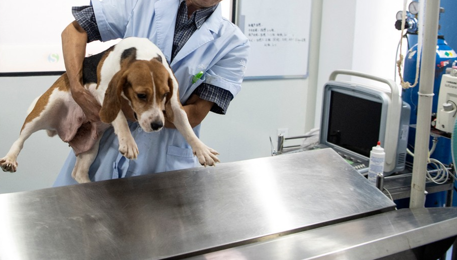 Elvețienii vor vota pentru interzicerea testelor pe animale