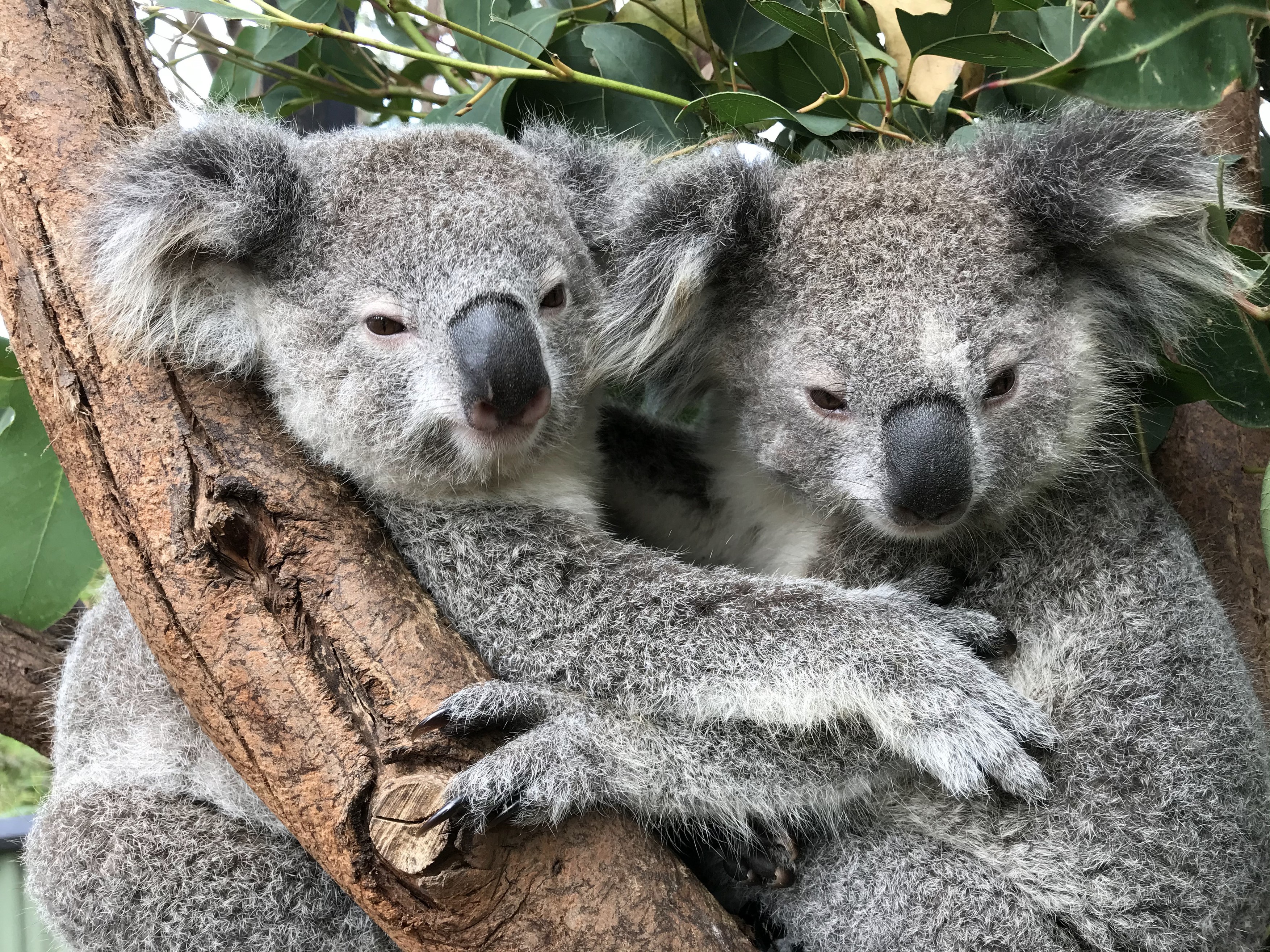 Ursul koala a fost inclus în lista animalelor în pericol de dispariție. Peste 5.000 au murit în incendii în 2019 și 2020