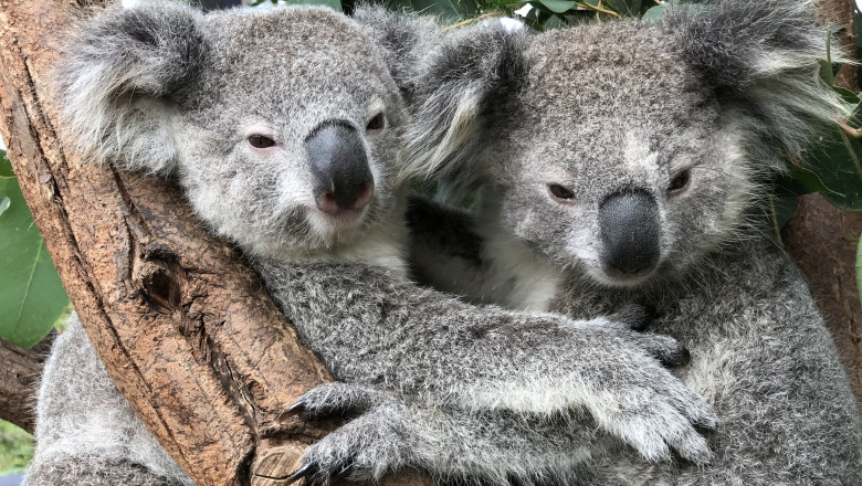 urși koala, îmbrățișați pe o creangă