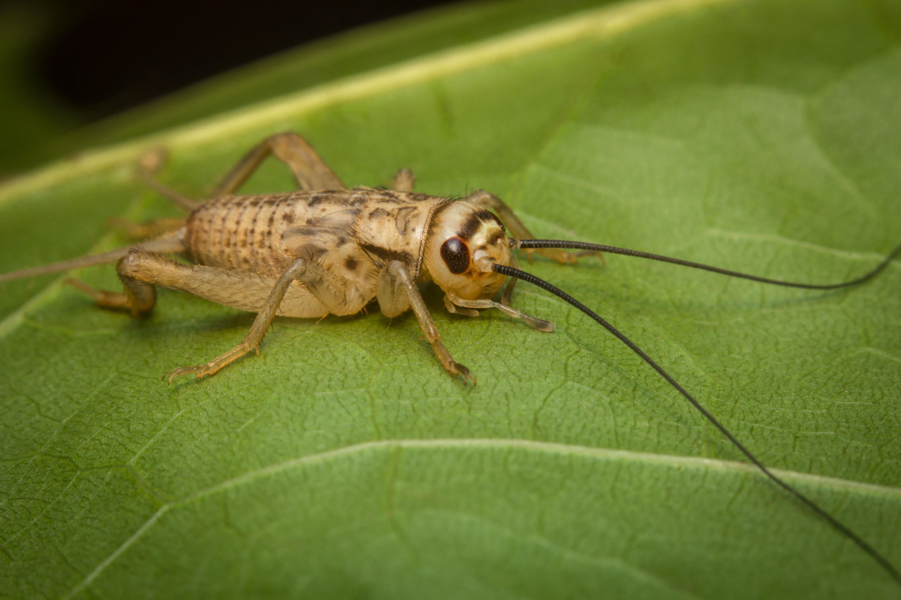 Greierele de casă devine aliment în Uniunea Europeană. Este a treia insectă aprobată pentru consum de către Comisie