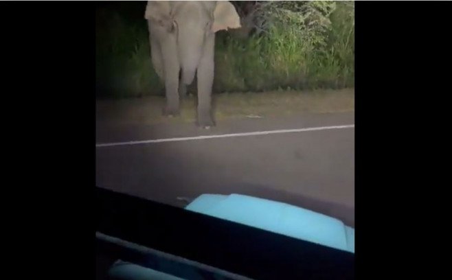 elefant speriat de farurile masinii