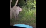 elefant speriat captura
