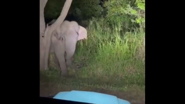 elefant speriat de farurile masinii
