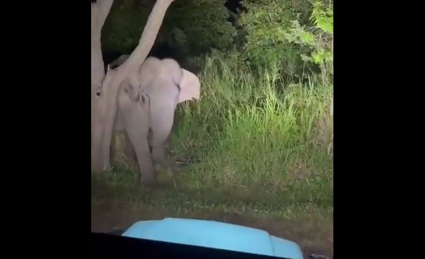 VIDEO. Un taximetrist din Sri Lanka a fost arestat pentru că a hărțuit un elefant claxonând şi dând flash-uri, într-o zonă protejată