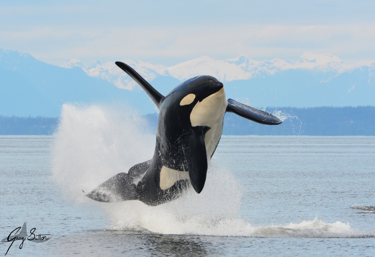 Cercetătorii au filmat cum vânează orcile rechinii tineri pentru a le mânca ficatul. „Tehnici de vânătoare transmise peste generații”