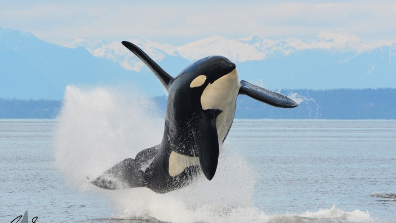orca surprinsa sarind in apele canadei
