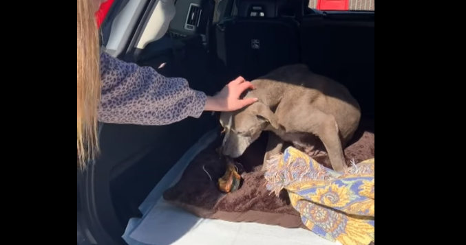 Un câine dispărut şi-a regăsit stăpâna după 12 ani