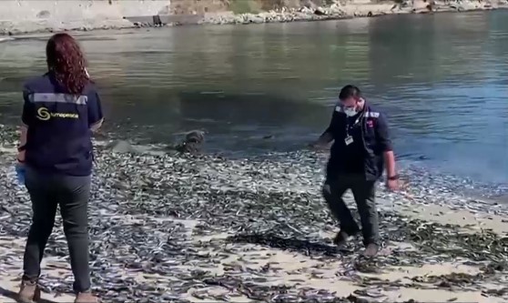 VIDEO. Fenomen straniu: Zeci de mii de pești morți au fost aduși de valuri pe o plajă din Chile
