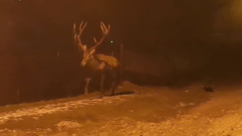 VIDEO. Un cerb rănit a fost filmat pe străzile din Câmpulung Moldovenesc. Animalul s-a refugiat într-o gospodărie