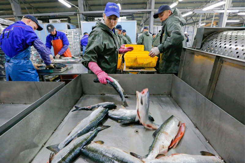 Kuibyshevsky Fish Processing Plant on Iturup Island