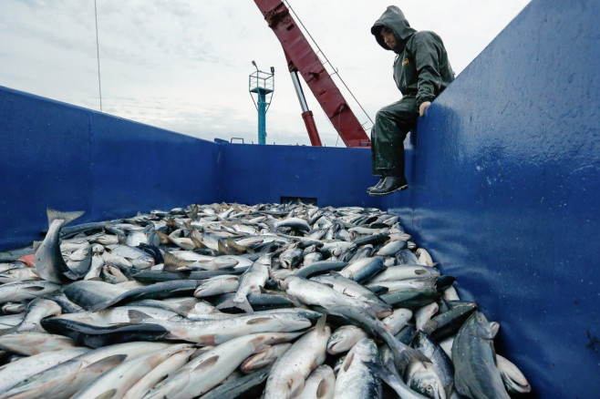 Kuibyshevsky Fish Processing Plant on Iturup Island