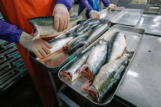 Kuibyshevsky Fish Processing Plant on Iturup Island