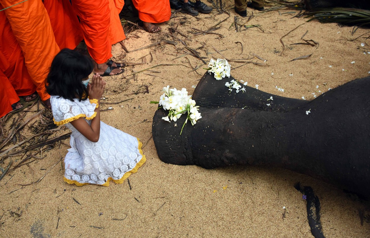 Sri Lanka va ține funeralii de stat după moarte elefantului sacru Raja