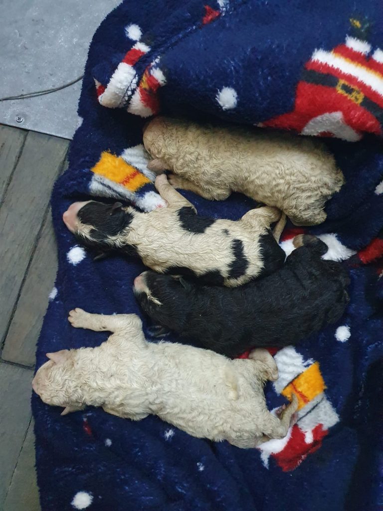 Dosar penal pentru un bărbat care a aruncat patru pui de câine la tomberon și a târât-o pe mama cățeilor cu o sfoară pe stradă