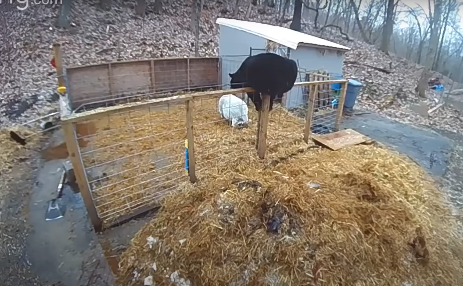 VIDEO Doi porci au atacat și gonit ursul care i-a atacat în țarc, în SUA